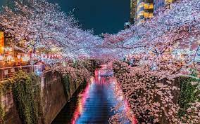 目黒川の夜桜ライトアップ画像